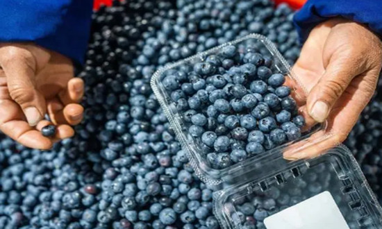 国内蓝莓产业发展迅速 2024蓝莓市场前景预测分析