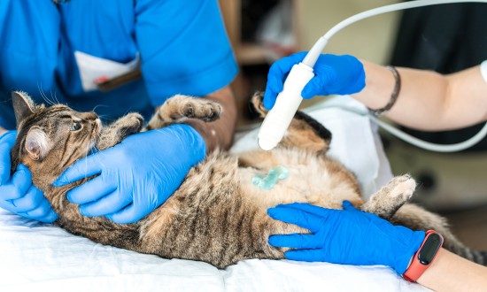 2024年中国宠物医药行业的市场发展现状及发展趋势分析