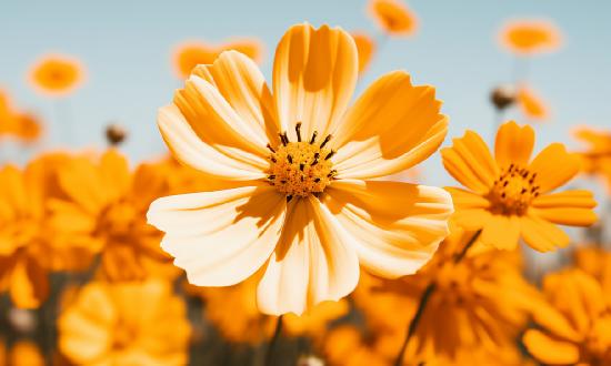 黄花行业市场供需分析：国内外市场的消费能力及需求潜力仍未得到有效释放