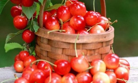 2024年中国针叶樱桃行业的产业链分析及投资前景