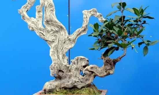 盆景行业发展现状趋势分析：盆景购买力在于价值投资