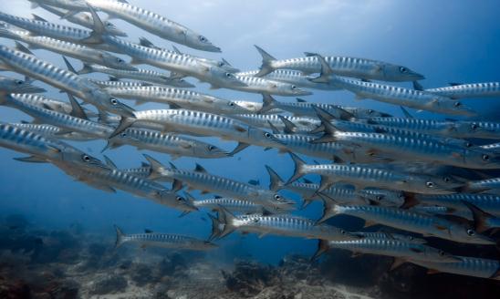 2024中国深水鱼行业市场分析及发展前景预测