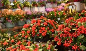 花卉种植行业发展前景及投资风险预测 数字化时代 花卉行业也需要紧跟步伐