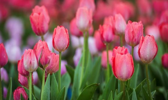 2024鲜花产业发展现状及企业规模分析