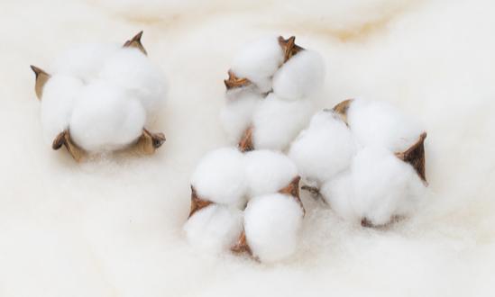 棉花贸易行业深度调研与发展趋势预测