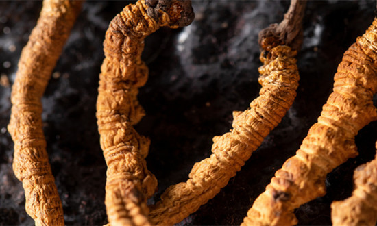 中国冬虫夏草行业市场现状及前景研究2024