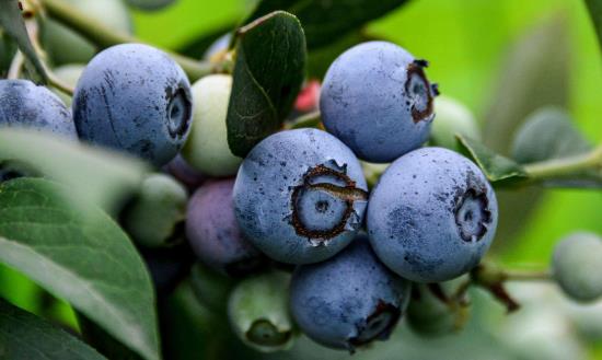 2024蓝莓行业市场投资研究：蓝莓消费量快速增长