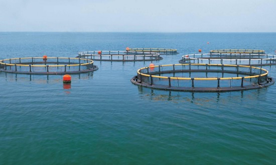 2024年中国深海养殖行业的产业链上下游结构及投资风险预测