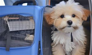 2024年宠物服务产业现状及未来发展趋势 全国首家宠物候机厅打造宠物友好型新标杆 