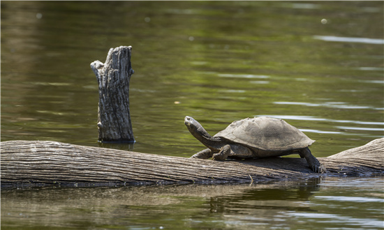 2024年龟鳖养殖行业市场分析调查 全球龟鳖养殖业市场规模分析