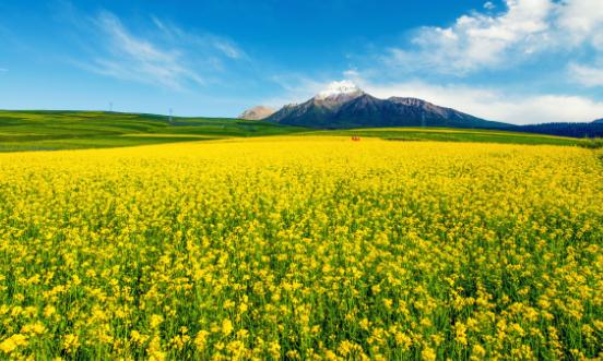 油菜行业市场发展现状及供需格局、未来趋势分析2024