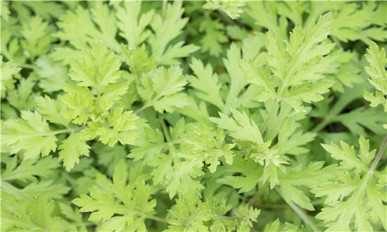 2024年艾草行业市场发展分析深度调研 未来发展前景分析