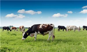 2024年奶牛养殖行业市场深度分析 奶牛养殖市场正逐步向高端市场转型