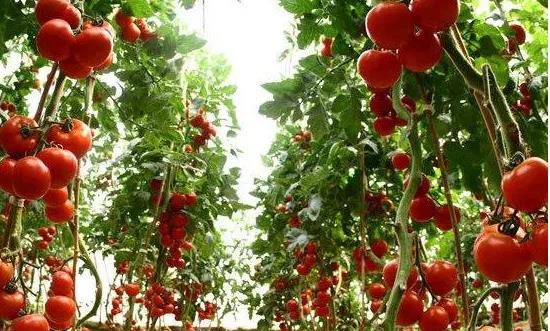 农业种植行业市场发展前景潜力研究：农业产业化是重要发展趋势之一