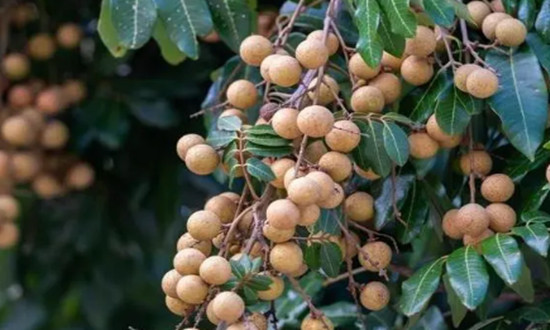 龙眼行业市场发展现状及前景趋势分析