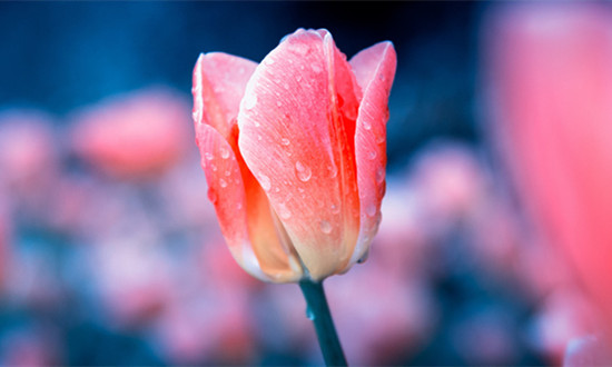 “鲜花经济”催生千亿级消费新蓝海 鲜花行业市场现状调查及研究分析