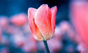 “鲜花经济”催生千亿级消费新蓝海 鲜花行业市场现状调查及研究分析