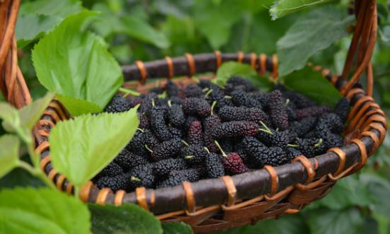 2024桑葚行业发展现状分析 桑葚市场未来发展形势分析