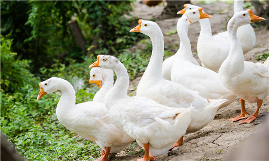 2024年鹅养殖行业市场发展现状及未来发展前景趋势分析