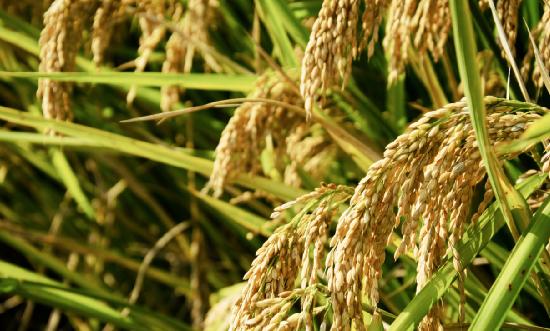 有机农业行业深度分析2024