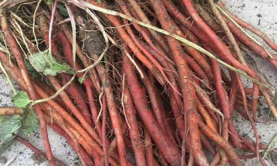 丹参产业种植现状与市场未来前景研究