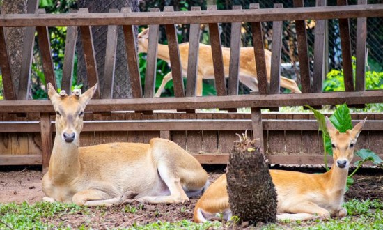 2024年野生动物养殖产业链的上下游结构及发展趋势分析