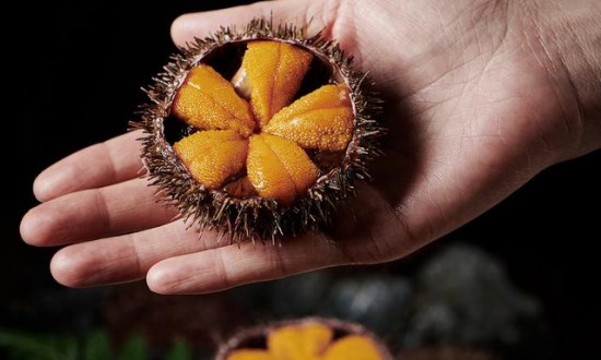 2024年中国海胆生物保健品行业的产业链上下游结构及发展前景分析