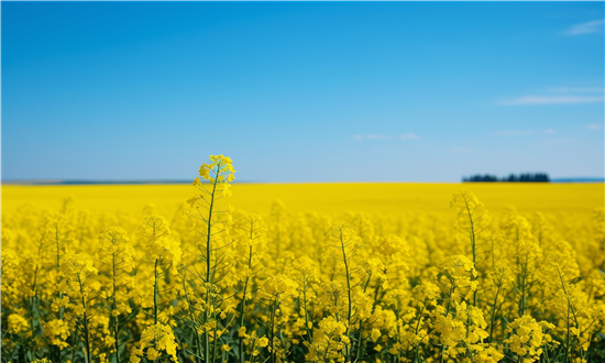 2024年油菜行业市场深度调研 油菜行业市场将稳定增长 技术创新、环保和可持续发展