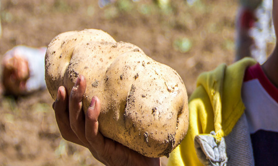 小春马铃薯丰收 马铃薯行业市场现状及前景趋势分析