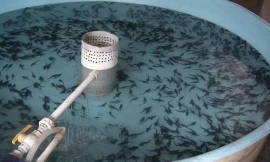 2024年中国水产苗种培育行业的市场发展现状及投资前景