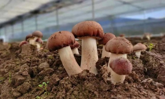 2024年中国食用菌行业的市场发展现状及投资前景分析