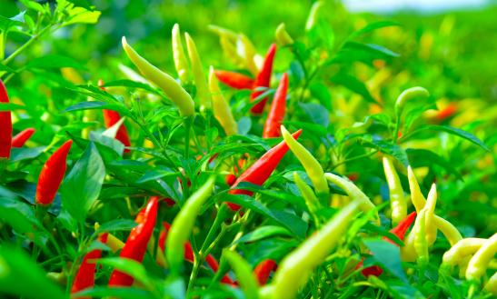 中国辣椒种植行业市场产业链构成与投资趋势分析