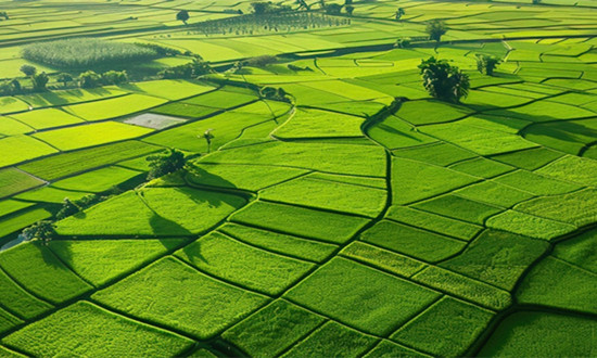 高标准农田行业市场发展规划及未来战略前景2024