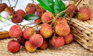 2024荔枝行业市场深度调研及投资价值分析研究 今年全国荔枝将减产45%