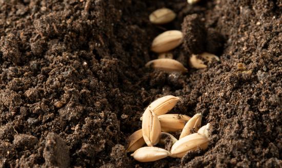 中国分子育种行业市场现状及投资价值分析