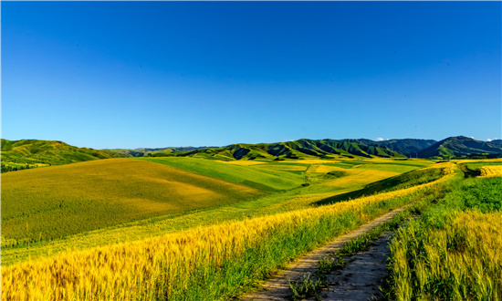 2024年新疆农业行业市场发展现状及未来发展前景趋势分析