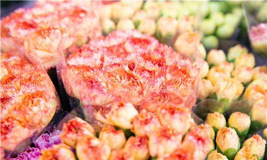 2024年鲜切花市场规模分析  鲜切花主要细分市场及竞争格局分析