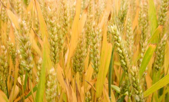 2024小麦行业市场供需格局及进出口情况分析