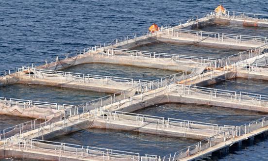 深海养殖行业未来发展分析 深海养殖行业的市场规模将持续扩大