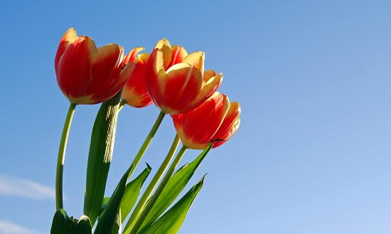 花卉产业前景投资分析：到2035年力争花卉年销售额超过7000亿元