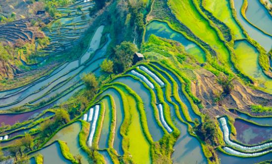 休闲农业行业市场深度调研及未来发展前景分析2024