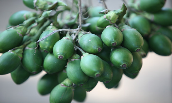 槟榔市场产业链及前景趋势分析