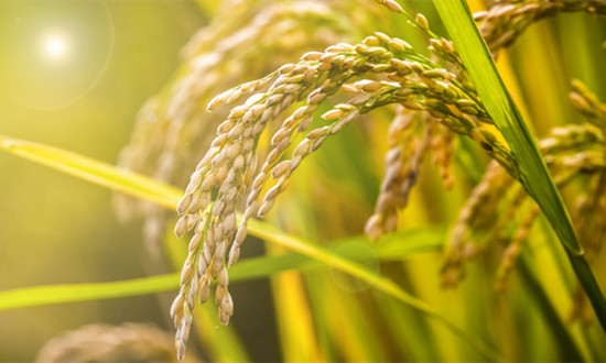 2024中国农业保险行业市场深度调研及未来市场空间