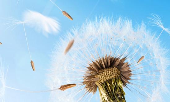 2024年中国蒲公英行业市场规模与发展趋势分析