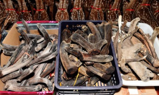 2024年中国鹿产品加工行业的市场发展现状及投资前景分析