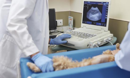 宠物市场调研 宠物医药行业发展现状分析