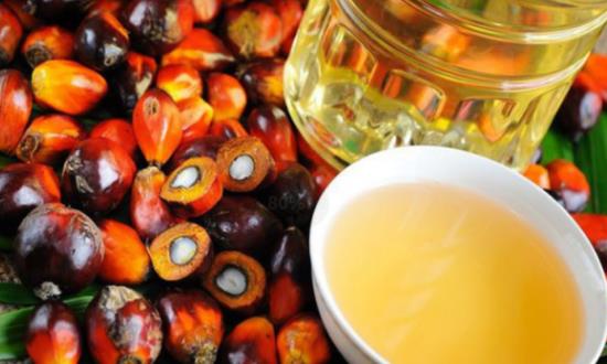 2024棕榈油行业市场投资潜力与价格走势