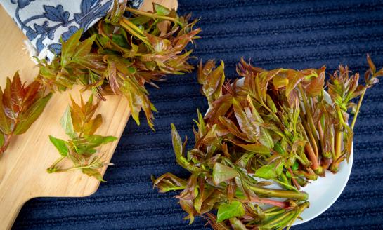 中国香椿种植行业市场分析及发展前景预测