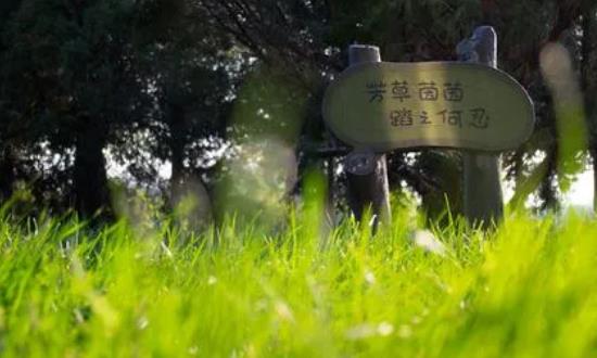 2024草坪保护行业市场现状分析与前景研究