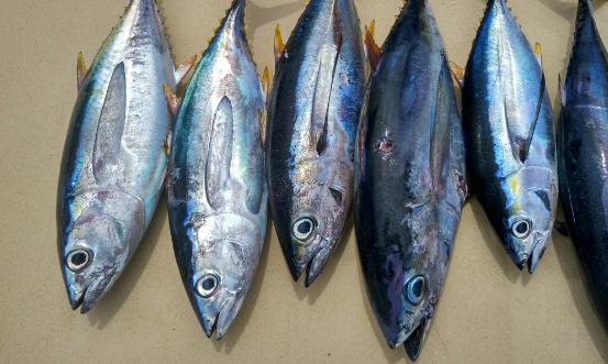 2024金枪鱼产业发展现状及供需格局、进出口市场分析